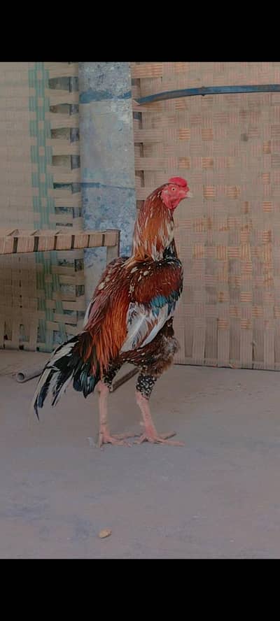 Lakha Cheena Aseel | Lasani Breed