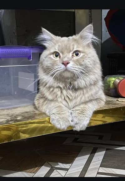 persian cat male