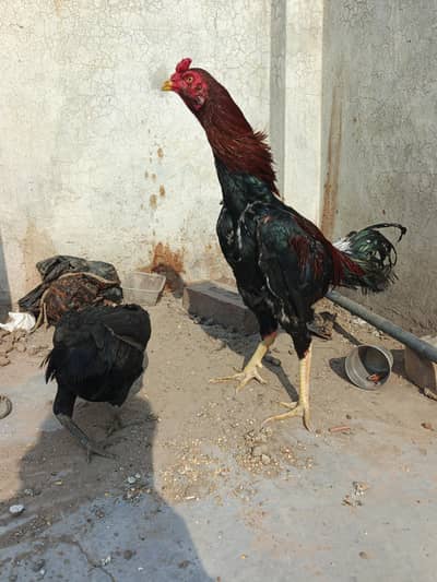 male thai or Pakistani crose ma Hy or female thai ki hy