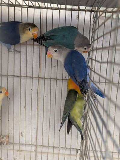 Top Quality Parblue fisheri & Blue Fisheri