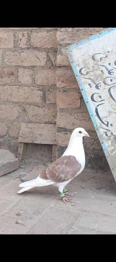 Qasid and Highflyer pairs