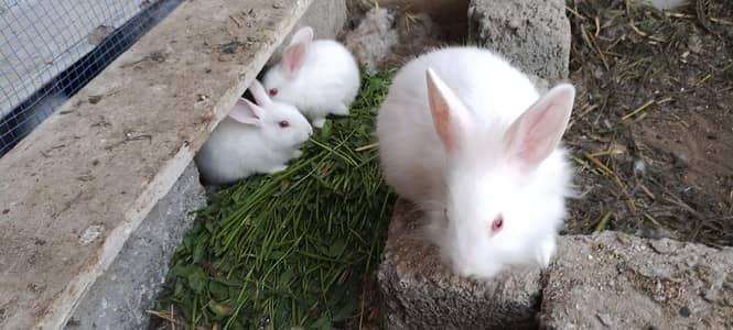 rabbits bunnies for sale