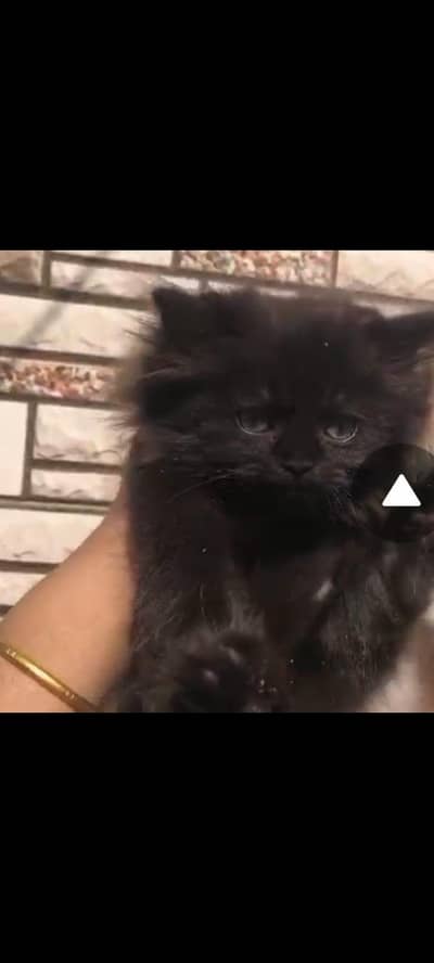 Persian kittens for sale