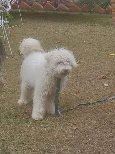 8 months Meltese female