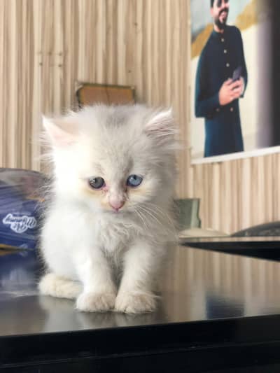 (Persian cat ) (Triple Coated) (Odd eyes) Triple coated  Odd eyes