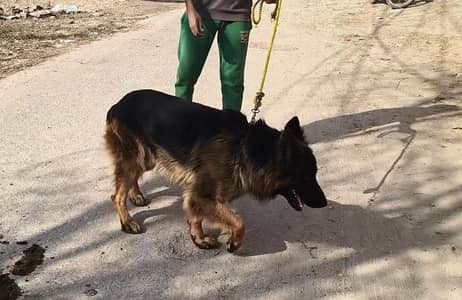 Germen Shepherd Breeder Male Urgent For Sale