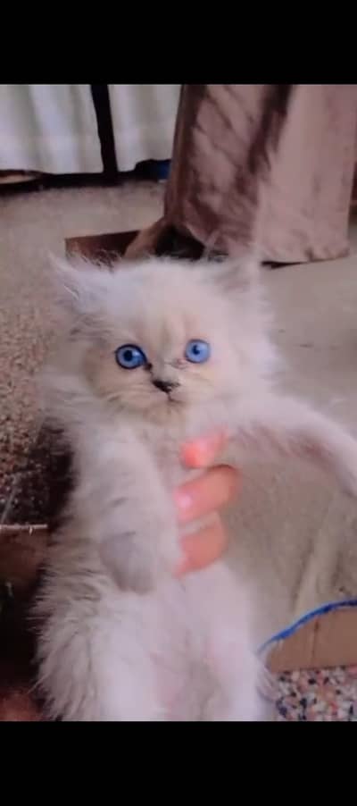 Black haired with blue eyed male and smokey white blue eyed female