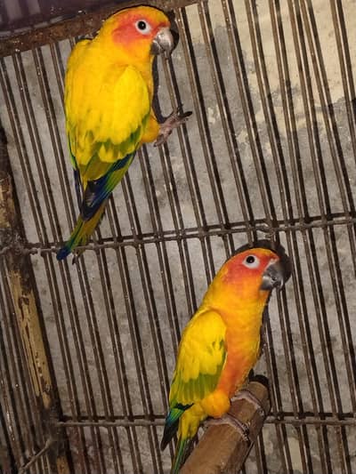Sun conure High Red Factor Breeder Pair With DNA