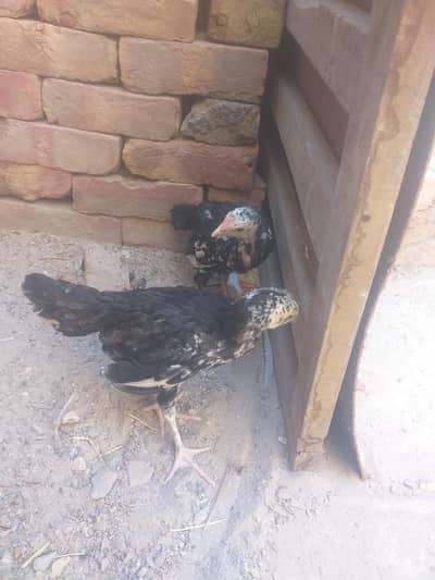 masallah sindh asseli chicks dekhe