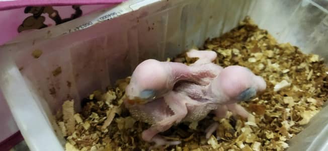 Pahari Raw Kashmiri Parrot chicks