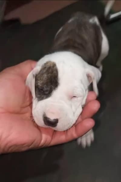 bully male puppy for sale