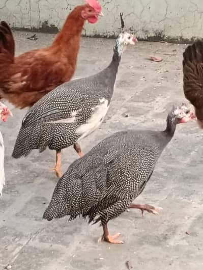 Guineafowl African Bird