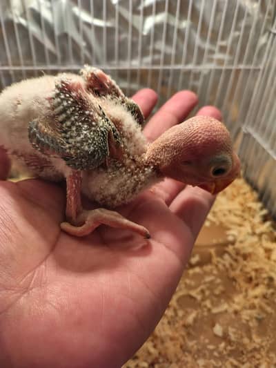 Alexander Raw Chicks Sale