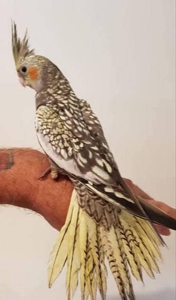 cocktail chicks and budgies chicks ready to breed pair spangle