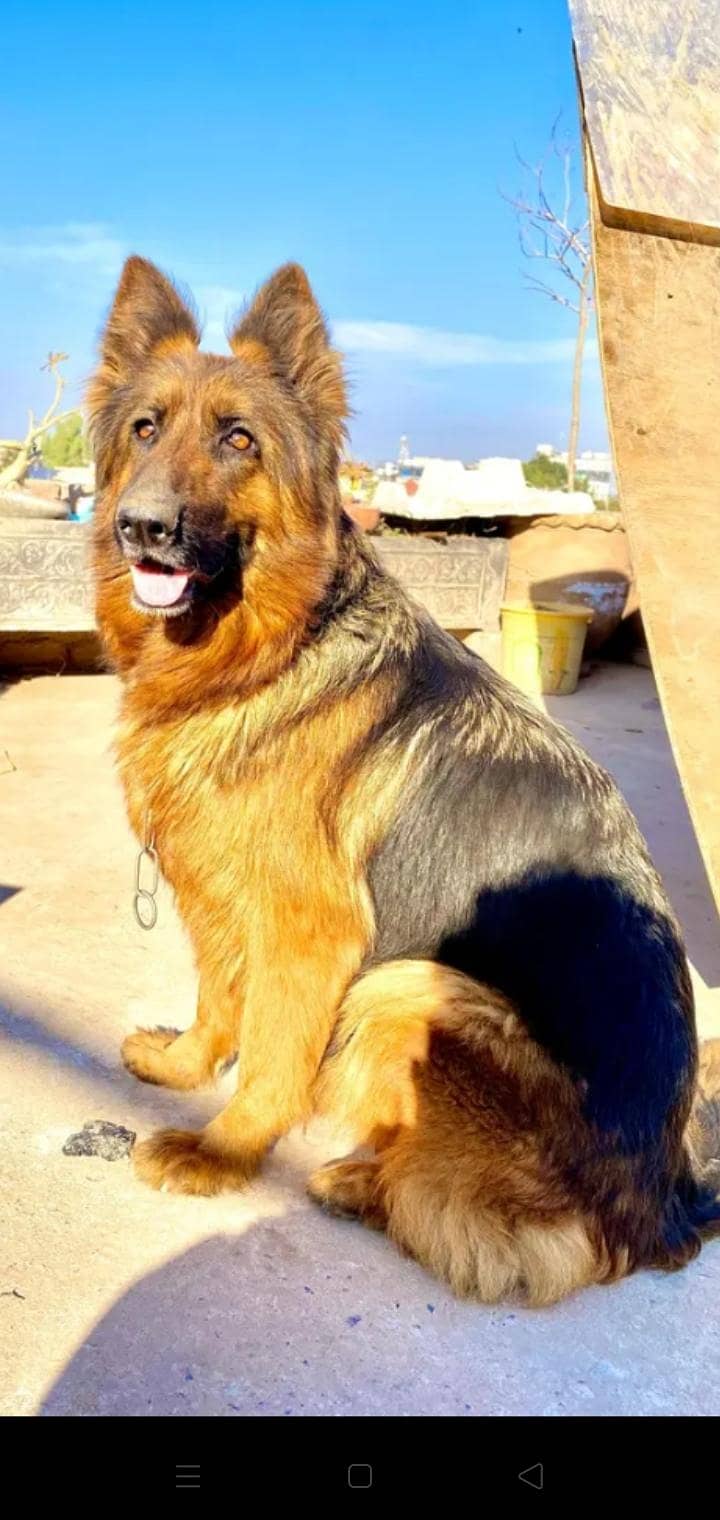 German Shepherd 1