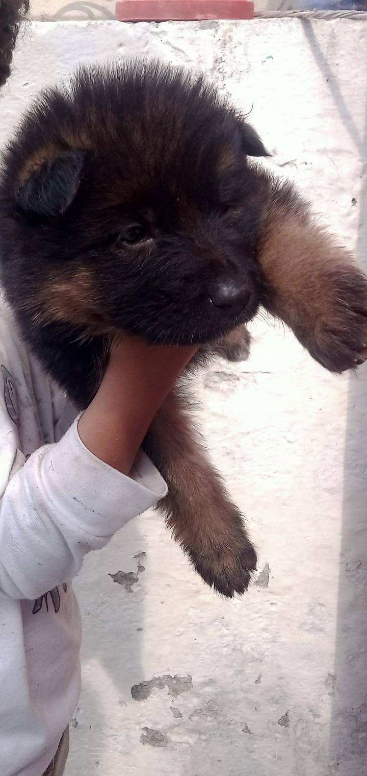 German Shepherd 2