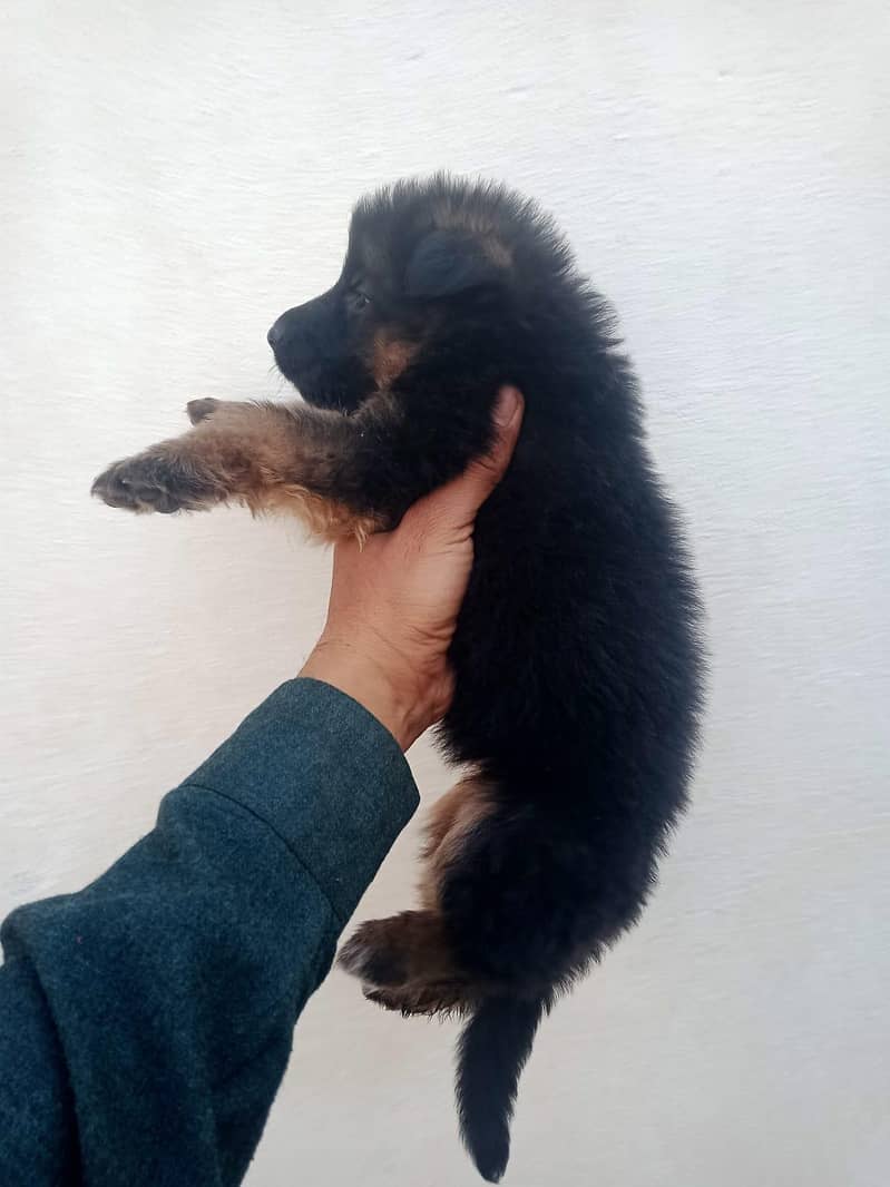 German Shepherd 4