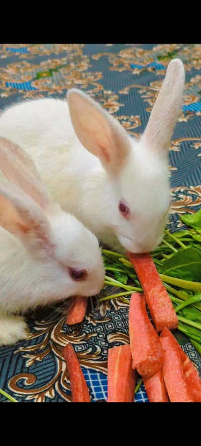 Imported Red Eye Adult Rabbit
