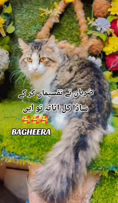 persoan male for sale. contact 03234140092