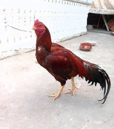 peela lakha (kamaliya aseel)