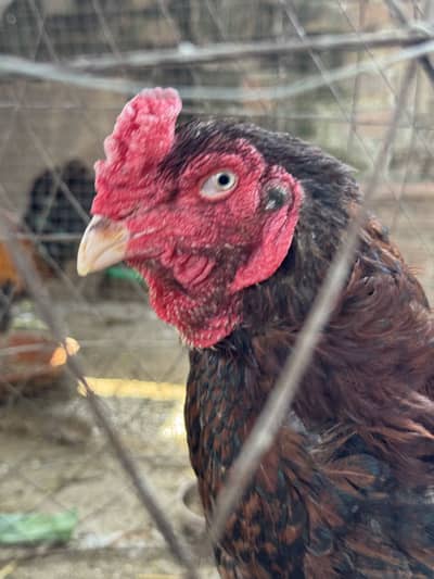 Amroha Aseel Old Blood