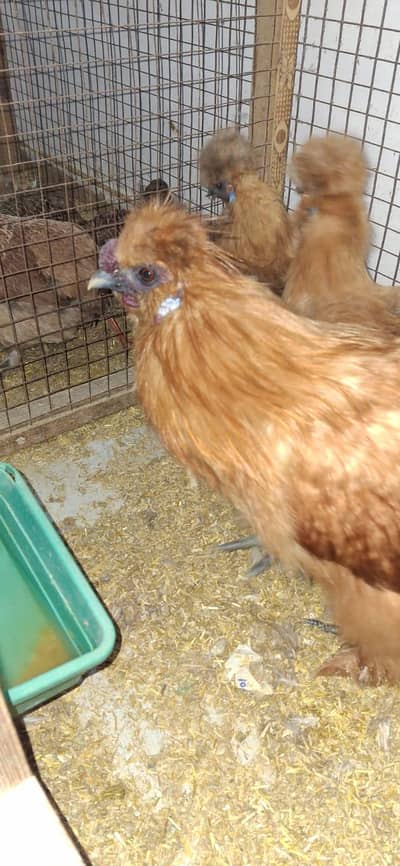 golden silky hens sets