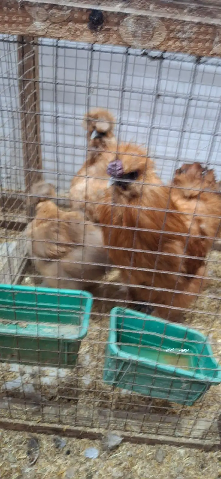 golden silky hens sets — photo 2