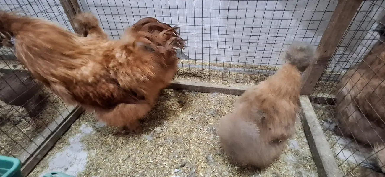 golden silky hens sets — photo 3