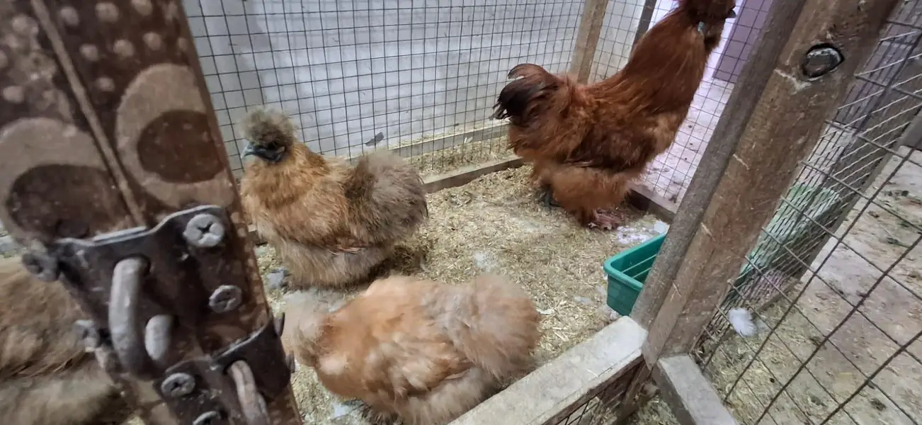 golden silky hens sets — photo 4