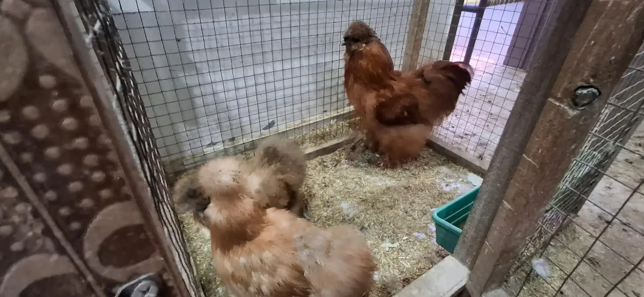 golden silky hens sets — photo 5