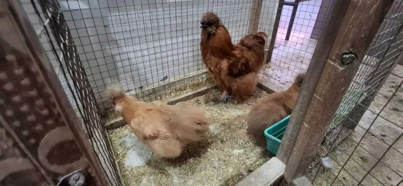 golden silky hens sets — photo 6