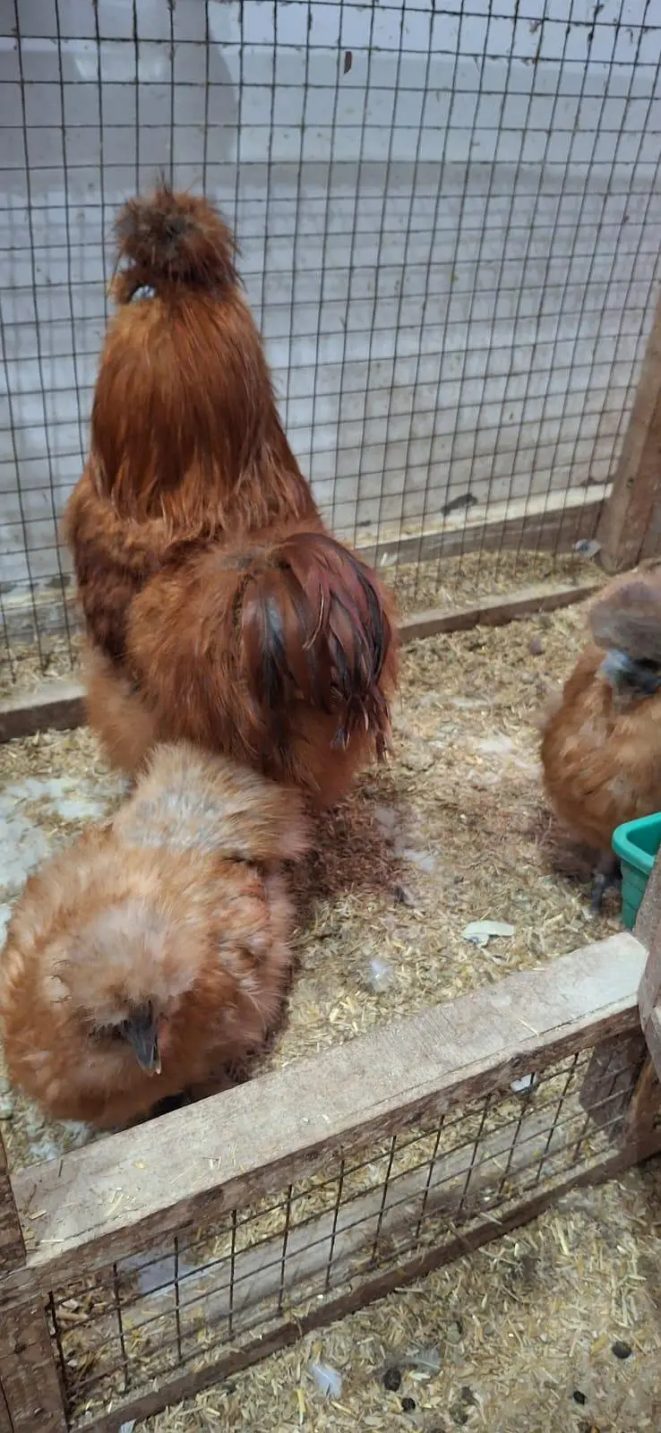 golden silky hens sets — photo 7