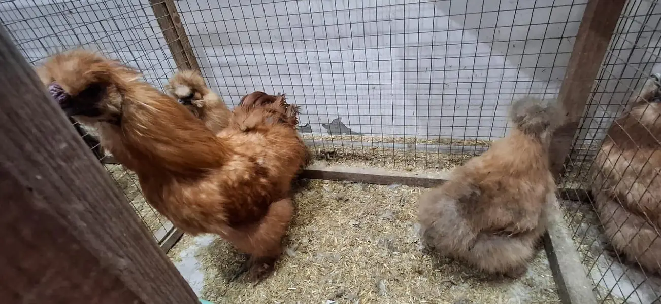 golden silky hens sets — photo 8