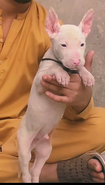 kuhati  gultair male age 2 month  for sale