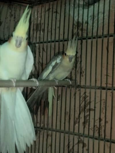 14 months pair & chiks also for sale here