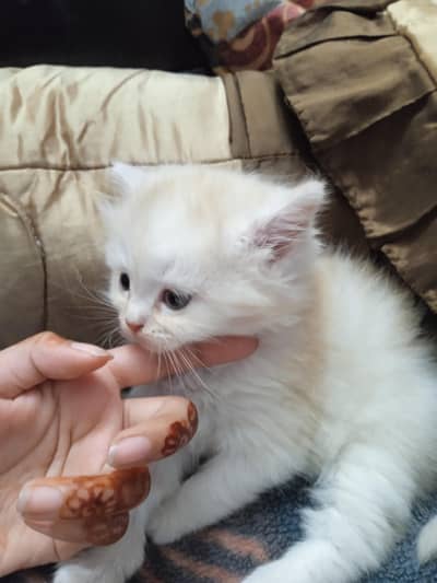 Persian tripal cotted  bloodline semi punch Beautiful kitten