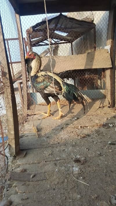 Aseel pir white Madi or jawa patha available boht he ashi nassal ha ji