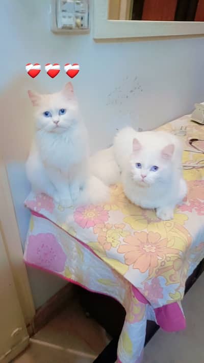 Persian Blue Eyes Pair Simbha & Snowey