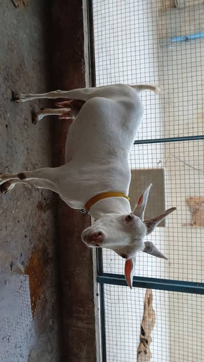 Teddy female for sale  2dant