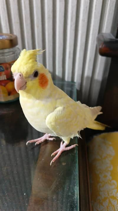 female cocktail parrot