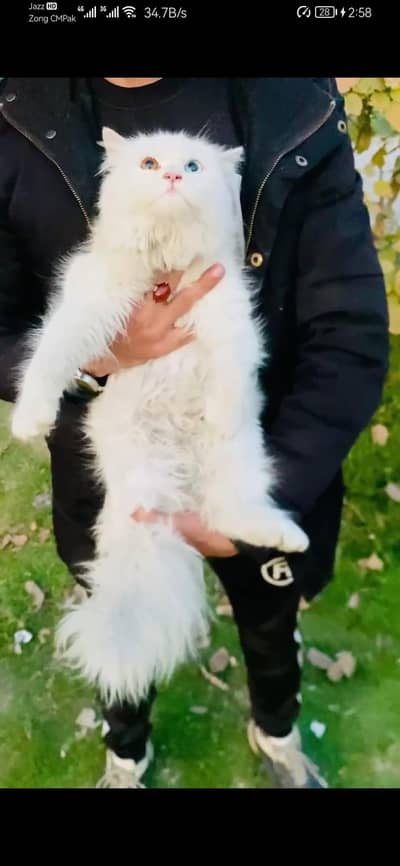 Odd Eyes - female cat - tripple cote - persion cat - cat for sale