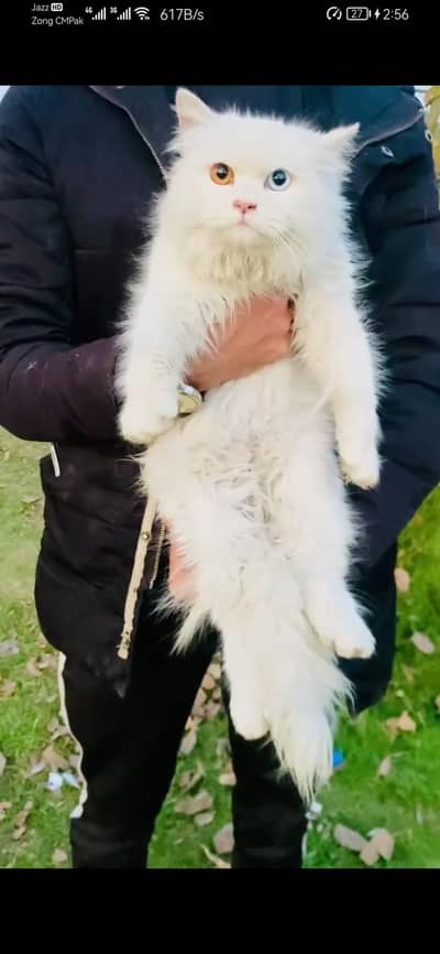 Odd Eyes - female cat - tripple cote - persion cat - cat for sale