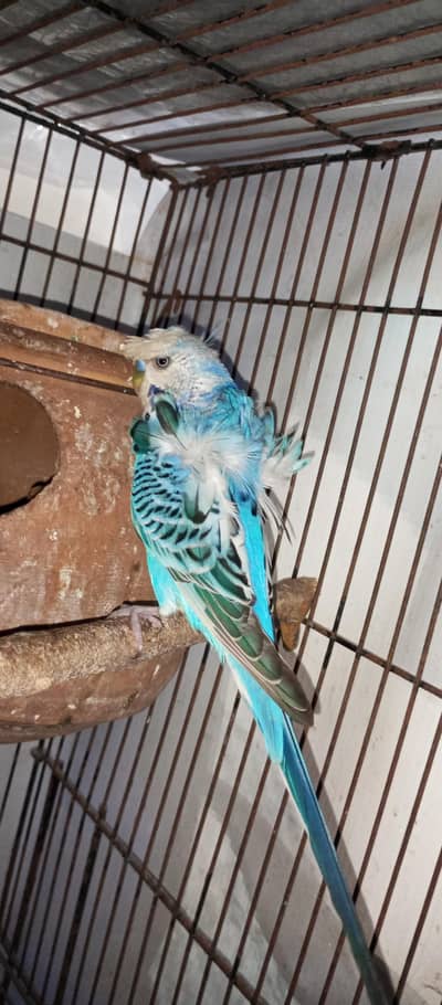 Hogoromo double flower budgeis & king size tcb