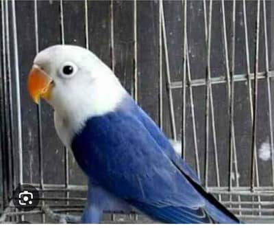 blue fishery male only