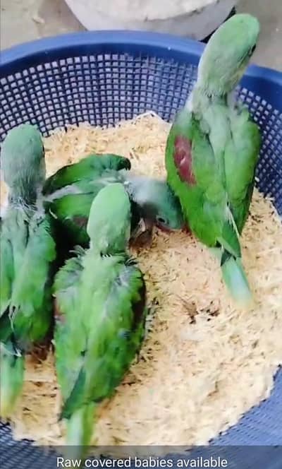 quality birds available