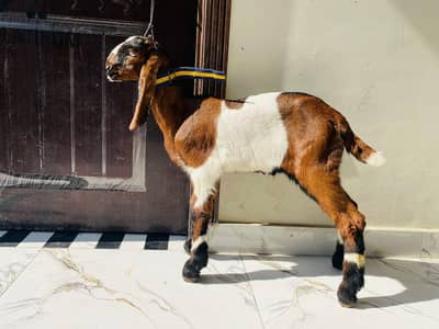 45 days baby pore desi urgent for sale