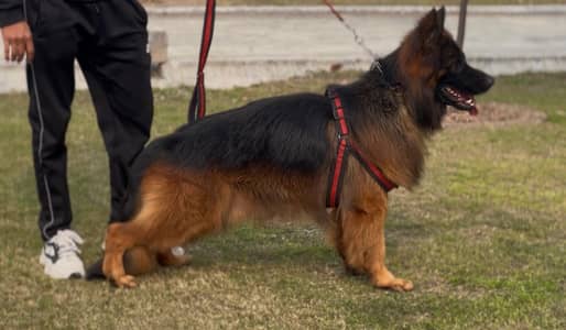 imported blood line male available for stud