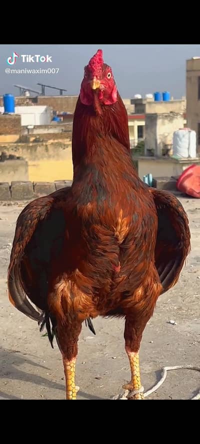 white o shamoo black female shamoo