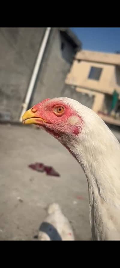 white o shamoo black female shamoo