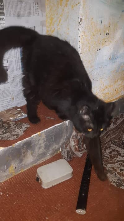 long cod ha lovely cat ha, wahtsapp nambr03265303561